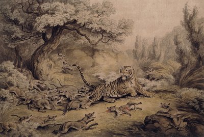 Cani selvatici che attaccano una tigre da Samuel Howitt