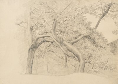 Boschetto di alberi in fogliame, 1884 da Samuel Isham