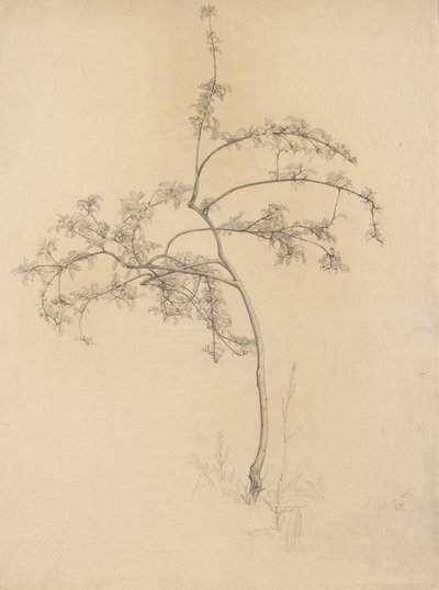 Albero in fiore, 1884 da Samuel Isham