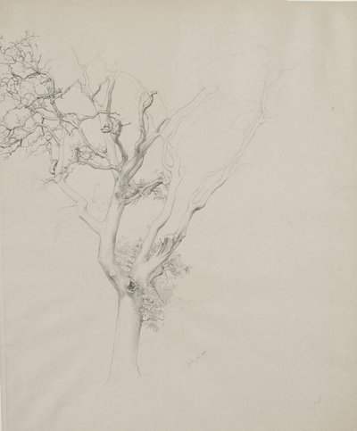 Studio di albero, 1884 da Samuel Isham