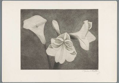 Amarillidi e calla da Samuel Jessurun de Mesquita (signed by artist)