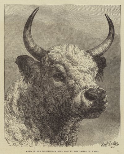 Testa del toro di Chillingham abbattuto dal Principe di Galles da Samuel John Carter