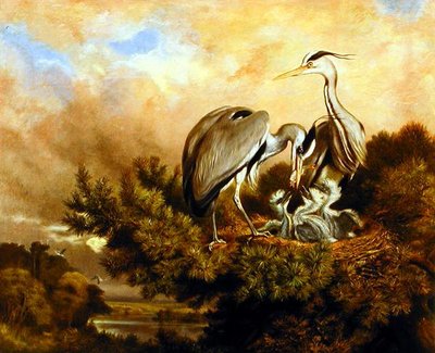 Aironi che nutrono i loro piccoli in un pino da Samuel John Carter