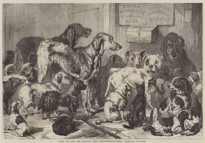 Casa per cani persi e affamati, Hollingsworth-Street, Islington da Samuel John Carter