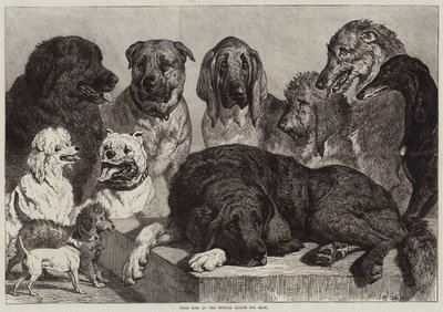 Cani premiati alla mostra canina del Crystal Palace da Samuel John Carter