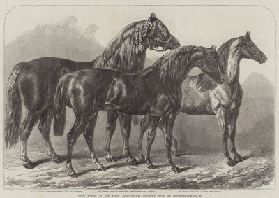 Cavalli premiati alla mostra della Royal Agricultural Society, a Leicester da Samuel John Carter