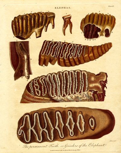 I denti permanenti, o macine dell