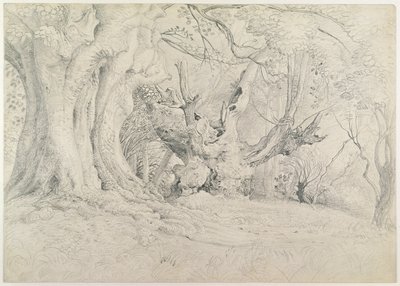 Alberi antichi, Lullingstone Park, 1828 da Samuel Palmer
