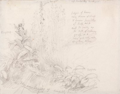 Digitale da Samuel Palmer