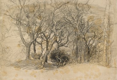 Studio di alberi, Clovelly Park, 1834 da Samuel Palmer