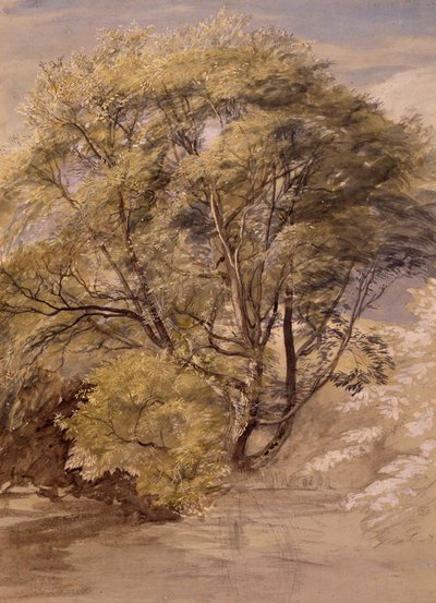 Studio di un salice, c.1850 da Samuel Palmer