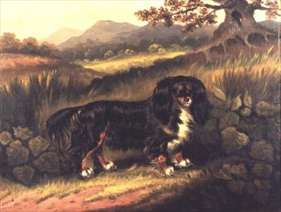Spaniel King Charles 