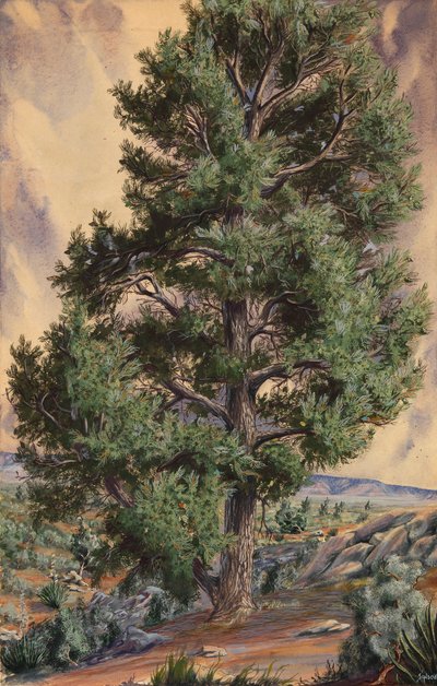 Pine Tree da Sandow