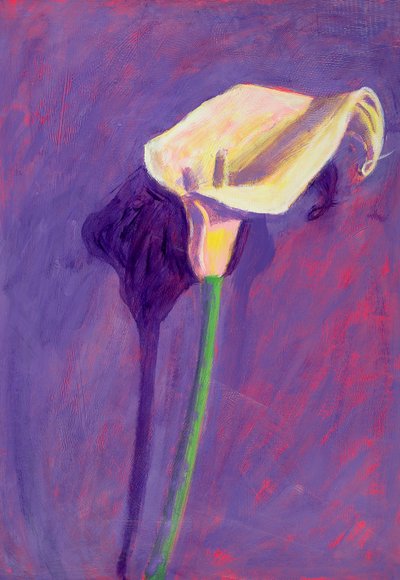 Giglio Arum da Sara Hayward