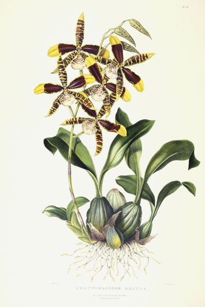 Odontoglossom Grande, c.1837-1843 da Miss Drake
