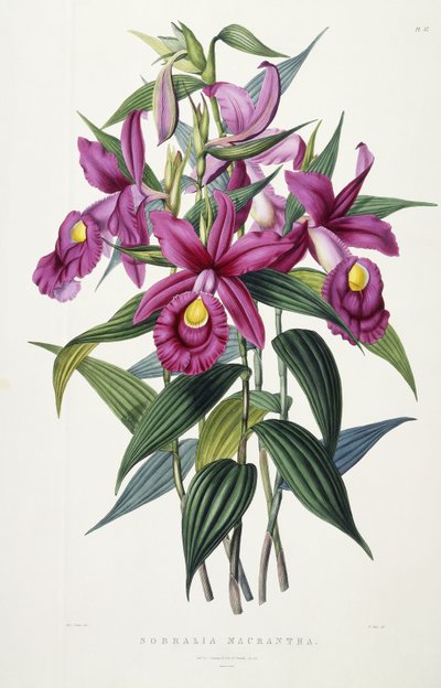 Sobralia Macrantha, c.1837-43 da Miss Drake
