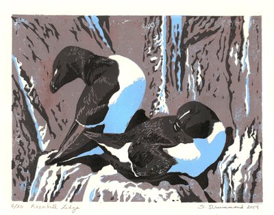 Razorbill Ledge, 2014 (Linocut) da Sarah Drummond