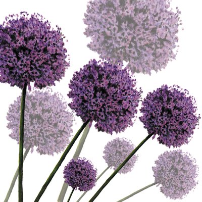 Allium Fernandez, 2004 da Sarah Hough
