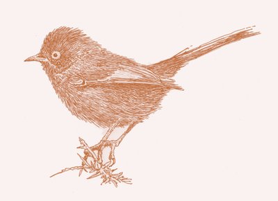 Dartford Warbler, 2017 da Sarah Hough