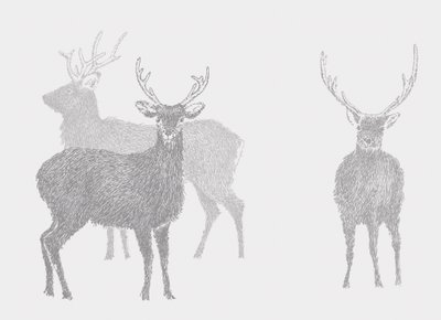 Cervo sika, 2017 da Sarah Hough
