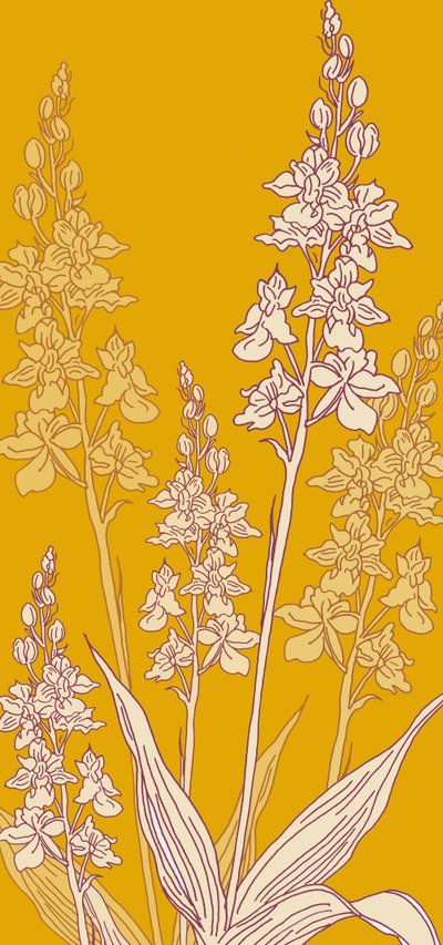 Orchidea Ragno, 2017 da Sarah Hough