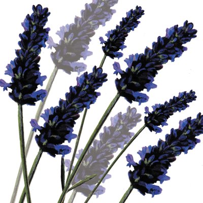 Lavanda dolce, 2004 da Sarah Hough
