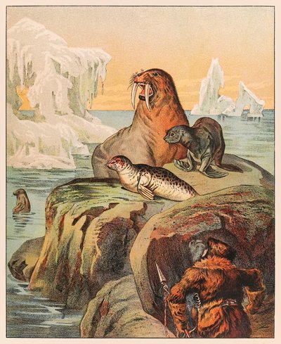 Un eschimese che caccia foche e un tricheco, dal Menagerie di P.T. Barnum pubblicato nel 1888, illustrazione di Sarah J. Burke da Sarah J. Burke