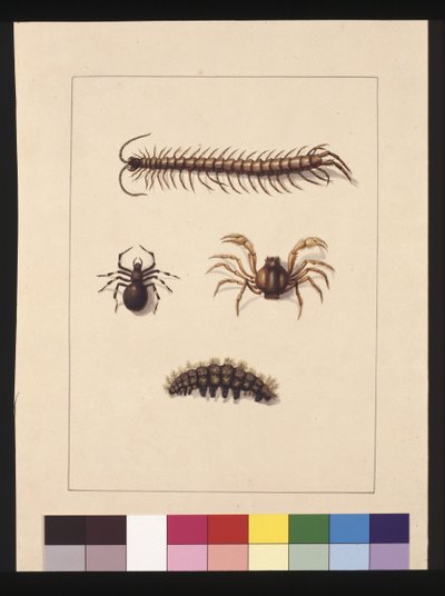 Pagina 11. Insetti del Nuovo Galles del Sud. Ora noto come centopiedi comune, ragno del genere Isopeda, granchio soldato, bruco, c.1789-90 da Sarah Stone