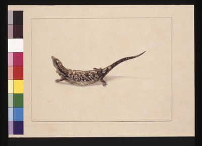 Pagina 12. Il Scincoide, o Lucertola a forma di scinco. Ora conosciuta come una lucertola dalla lingua blu, c.1789-90 da Sarah Stone