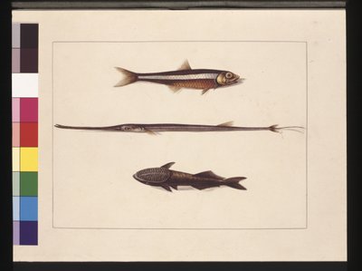 Pagina 13. Atherine, Tabacco, Pesce pipa, Pesce remora. Ora noto come Acciuga, Bocca di flauto e Pesce succhiatore, c.1789-90 da Sarah Stone