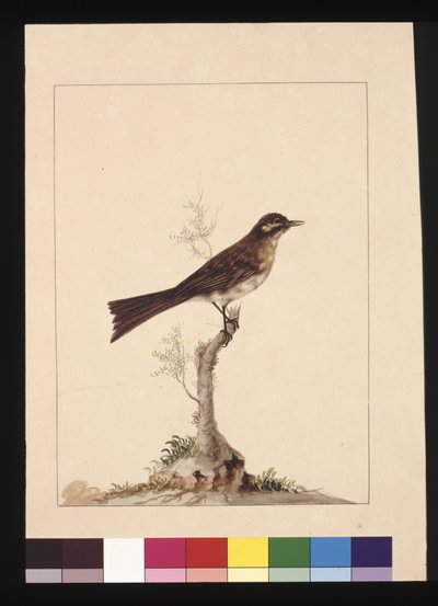 Pagina 14. Pigliamosche dalle orecchie gialle. Ora noto come Melifago dalla faccia gialla, c.1789-90 da Sarah Stone