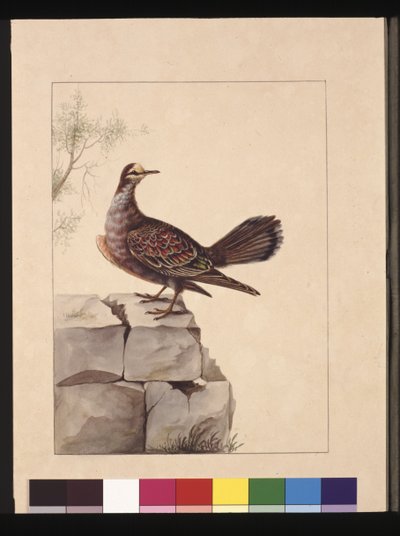 Pagina 15. Piccione dalle ali dorate. Ora noto come un Piccione Bronzato della Foresta, c.1789-90 da Sarah Stone