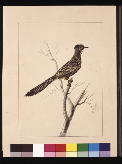 Pagina 17. Mangiatore di api con bargigli. Ora noto come un Uccello con Bargigli Rossi, c.1789-90 da Sarah Stone