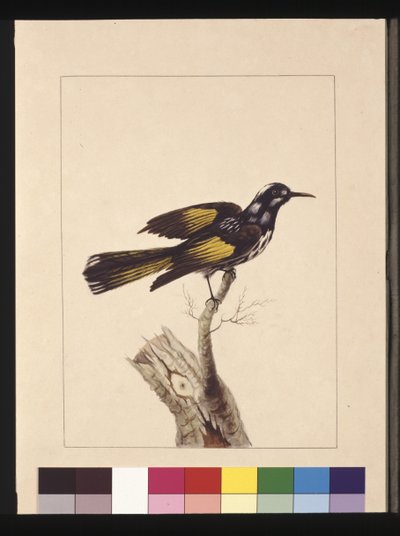 Pagina 19. New Holland Creeper. Ora conosciuto come un New Holland honeyeater, c.1789-90 da Sarah Stone