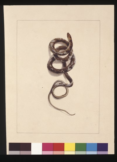 Pagina 20. Serpente n.1. Ora conosciuto come Serpente Bruno, c.1789-90 da Sarah Stone