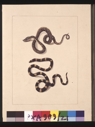 Pagina 21. Serpenti n. 1 e n. 2. Ora noto come giovane serpente diamante e bandy bandy, c.1789-90 da Sarah Stone