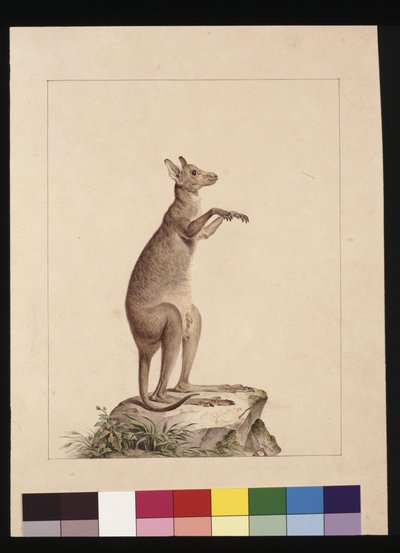 Pagina 22. Un canguro. Ora conosciuto come un canguro. Possibilmente di Charles Catton Junr, c.1789-90 da Sarah Stone