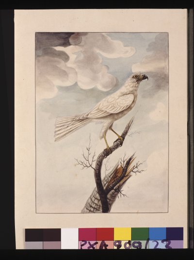 Pagina 23. White Hawke. Ora conosciuto come un Grey Goshawk, c.1789-90 da Sarah Stone