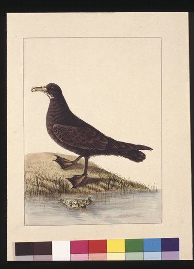 Pagina 24. Petrello Fuligginoso. Ora conosciuto come Petrello Mentobianco, c.1789-90 da Sarah Stone