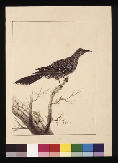 Pagina 26. Mangiatore di api con bargigli femmina. Ora noto come Uccello dalle bargigli piccoli, c.1789-90 da Sarah Stone