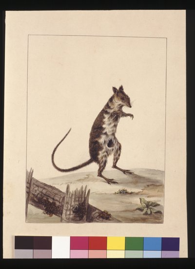 Pagina 27. Poto Roo o Ratto Canguro. Ora noto come un Ratto Canguro Rosso, c.1789-90 da Sarah Stone