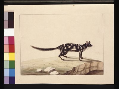 Pagina 28. Un Tapoa Tafa. Ora noto come Dasyurus quoll. Sembra essere una copia di Sarah Stone di una tavola di Charles Catton Junr., c.1789-90 da Sarah Stone