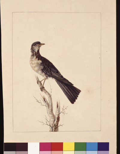 Pagina 29. Tordo di Port Jackson. Ora noto come tordo grigio, quaglia maculata?, c.1789-90 da Sarah Stone