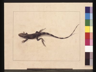 Pagina 31. Lucertola muricata. Ora noto come drago degli alberi, c.1789-90 da Sarah Stone