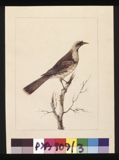 Pagina 3. Knob, Fronted Bee Eater: Firmato l.c. Sarah Smith. Ora conosciuto come un uccello frate, c.1789-90 da Sarah Stone