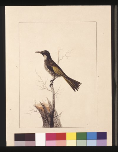 Pagina 5. New Holland Creeper. Ora noto come White-cheeked honey eater, c.1789-90 da Sarah Stone
