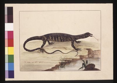 Pagina 6. Lucertola variegata. Ora conosciuta come un Goanna, c.1789-90 da Sarah Stone