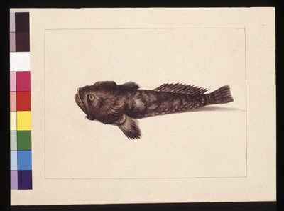 Pagina 8. Doubtful Lophius. Ora noto come Frog Fish, c.1789-90 da Sarah Stone
