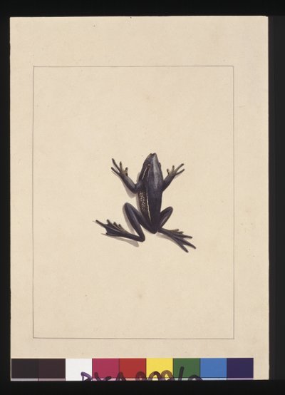 Pagina 9. Rana Blu. Ora noto come una Rana Verde degli Alberi, c.1789-90 da Sarah Stone