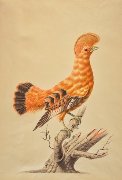 Rupicola Rupicola da Sarah Stone